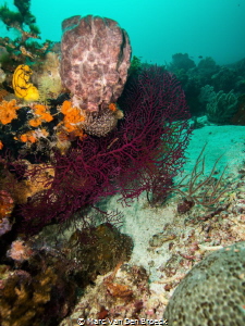 black coral by Marc Van Den Broeck 